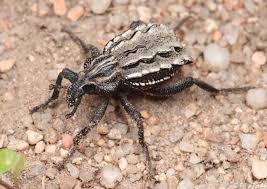 Image result for Brachycerus undatus