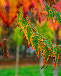 Attēlu rezultāti vaicājumam “Fagus sylvatica fo. laciniata leaf”