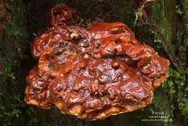 Attēlu rezultāti vaicājumam “Heyderia abietis”