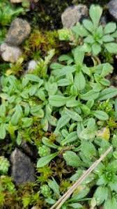 Attēlu rezultāti vaicājumam “Cerastium semidecandrum”