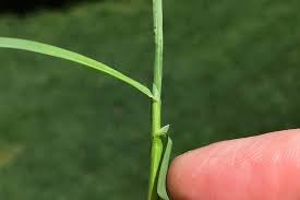 Attēlu rezultāti vaicājumam “Poa trivialis leaf”