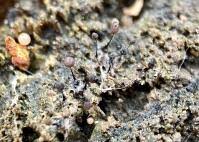 Attēlu rezultāti vaicājumam “Comatricha pulchella”