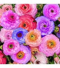 Attēlu rezultāti vaicājumam “Ranunculus mendax flower”