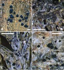 Attēlu rezultāti vaicājumam “Bilimbia tetramera”