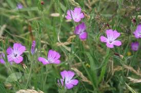 Image result for Agrostemma githago