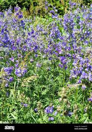 Attēlu rezultāti vaicājumam “Polemonium caeruleum fruit”
