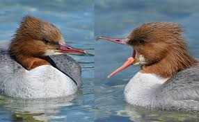 Attēlu rezultāti vaicājumam “Mergus merganser female”