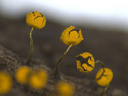 Attēlu rezultāti vaicājumam “Physarum viride var. aurantium spores”