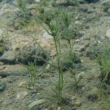 Attēlu rezultāti vaicājumam “Chara globularis”