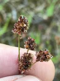 Attēlu rezultāti vaicājumam “Luzula multiflora”