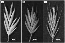 Attēlu rezultāti vaicājumam “Festuca psammophila”