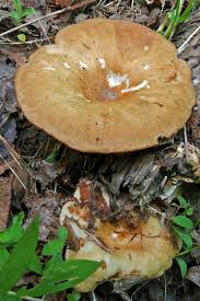 Attēlu rezultāti vaicājumam “Lentinus suavissimus”