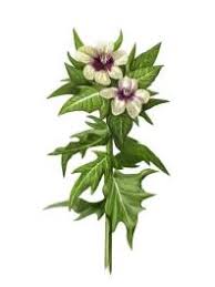 Image result for bilsenkraut