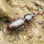 Attēlu rezultāti vaicājumam “Clivina fossor”