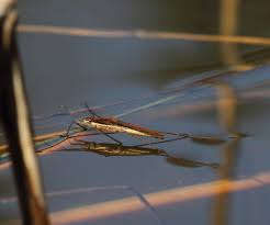 Attēlu rezultāti vaicājumam “Limnoporus rufoscutellatus”