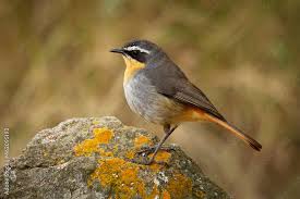 Attēlu rezultāti vaicājumam “Muscicapidae”