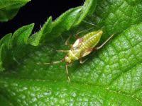 Attēlu rezultāti vaicājumam “Dryophilocoris flavoquadrimaculatus”