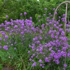 Image result for Hesperis matronalis