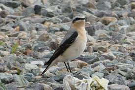 Attēlu rezultāti vaicājumam “Oenanthe oenanthe”