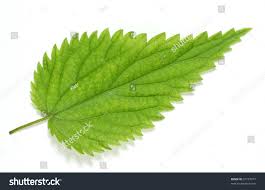 Attēlu rezultāti vaicājumam “Urtica dioica leaf”