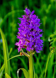 Attēlu rezultāti vaicājumam “Orchis militaris flower”