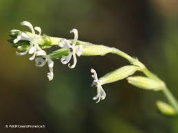 Attēlu rezultāti vaicājumam “Silene nutans flower”