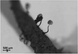 Attēlu rezultāti vaicājumam “Didymium serpula spores”