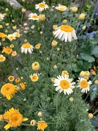 Attēlu rezultāti vaicājumam “Anthemis tinctoria flower”