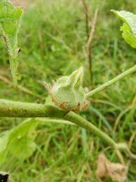 Attēlu rezultāti vaicājumam “Alcea rosea bud”