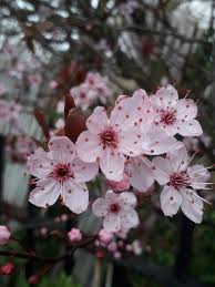 Attēlu rezultāti vaicājumam “Prunus cerasifera var. divaricata”
