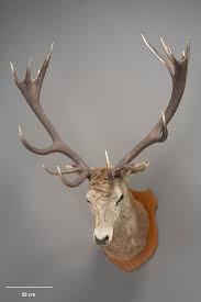 Attēlu rezultāti vaicājumam “Cervus elaphus”