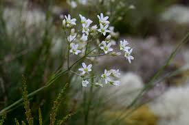 Attēlu rezultāti vaicājumam “Arenaria procera leaf”