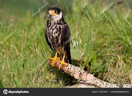 Attēlu rezultāti vaicājumam “Falco subbuteo adult”