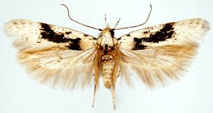 Attēlu rezultāti vaicājumam “Carpatolechia alburnella”