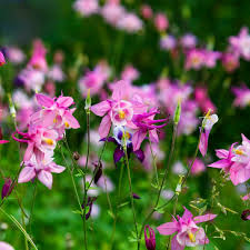 Image result for Akelei