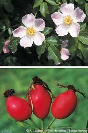 Attēlu rezultāti vaicājumam “Rosa subcanina”