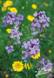 Image result for Hesperis matronalis