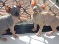 Sphynx Cat- Cat Information & Pictures