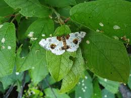 Attēlu rezultāti vaicājumam “Abraxas sylvata imago”