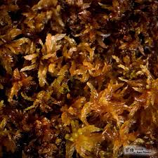 Attēlu rezultāti vaicājumam “Sphagnum cuspidatum”