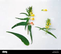 Attēlu rezultāti vaicājumam “Melampyrum pratense leaf”