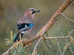 Attēlu rezultāti vaicājumam “Garrulus glandarius adult”