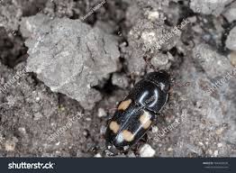 Attēlu rezultāti vaicājumam “Glischrochilus quadripunctatus”