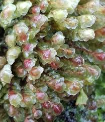 Attēlu rezultāti vaicājumam “Scapania undulata”