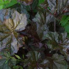 Image result for HEUCHERA americana 'Palace Purple Auslese'