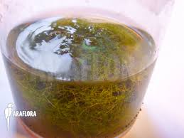 Attēlu rezultāti vaicājumam “Utricularia minor”