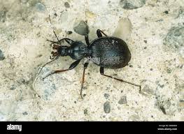 Attēlu rezultāti vaicājumam “Cychrus caraboides”