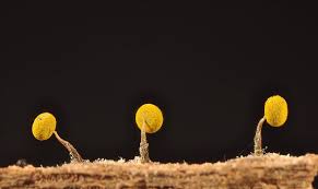 Attēlu rezultāti vaicājumam “Physarum braunianum macro”