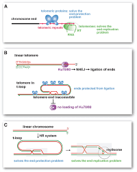 Image result for the end of the t-loop structure