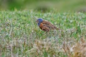 Image result for Emberiza caesia